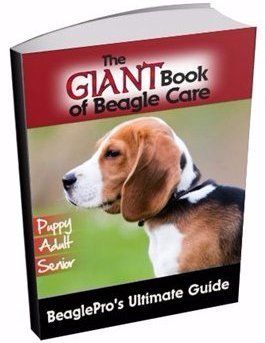 Beagle book hard copy print