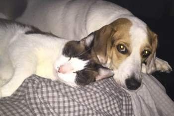 Beagle hot sale adopts kittens