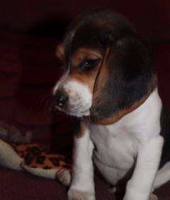 little Beagle puppy 8 weeks old