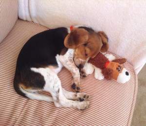 4 month old girl Beagle puppy