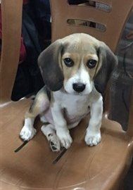 cute Beagle puppy