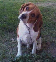 male Beagle