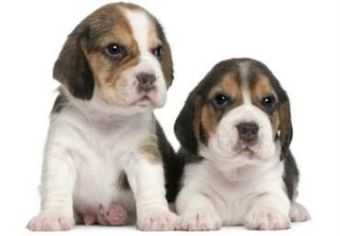 two Beagle pups