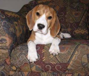 Beagle store 5 months