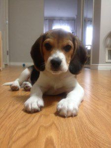 6 month old Beagle puppy