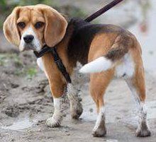 Beagle white tipped tail
