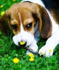 female Beagle in flower bed