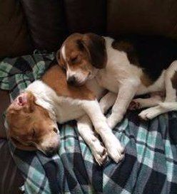 Beagles resting
