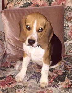Beagle dog on a chair