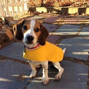 Beagle puppy with yellow jacket