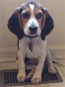 tiny Beagle puppy 3 months old
