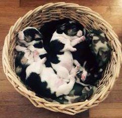 basket of Beagle puppy newborns