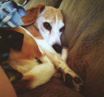 Beagle curled up