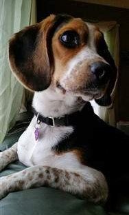 beagle-listening