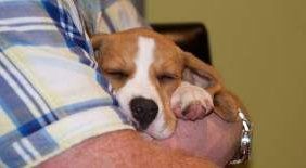 Beagle asleep in my arms