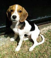 Profile of Beagle's tail
