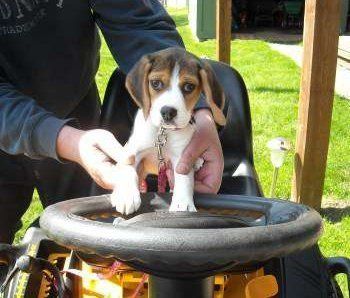 Beagle outside on a tractor
