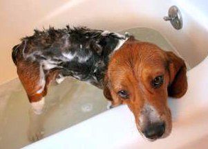 Beagle in bathtub