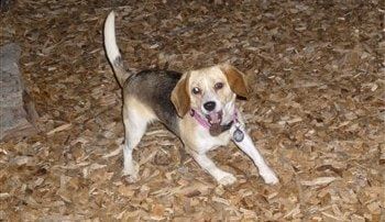 hyper Beagle playing outside