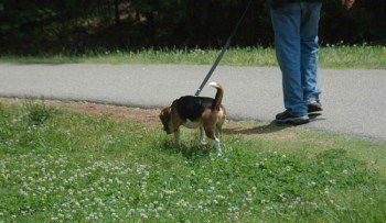 Beagle being taken for a walk