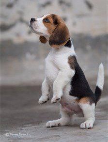 Beagle at attention
