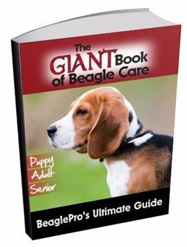 The Giant Book of Beagle Care