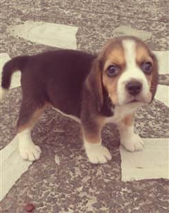 9 week old Beagle
