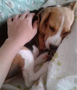 Sleepy Beagle