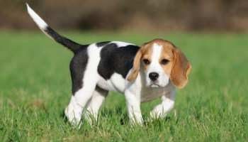 Beagle walking outdoors