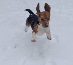 Beagle in winter, outside in snow