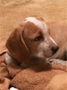 9 week old Beagle puppy