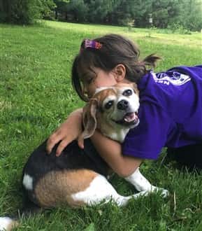 Beagle Summer Care