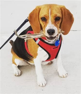 Beagle chewing on a stick