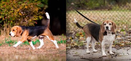 Beagle-healthy-weight-vs-overweight