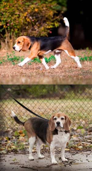 Beagle-healthy-weight-vs-overweight