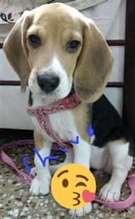 Beagle on a harness for house training