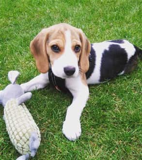 Beagle puppy outside in summer
