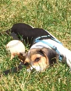 Beagle puppy outside on grass
