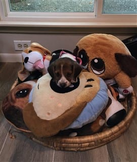 Beagle surrounded by Beagle stuffed animals
