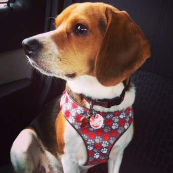 Benny the Beagle