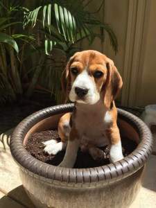 Beagle from Australia