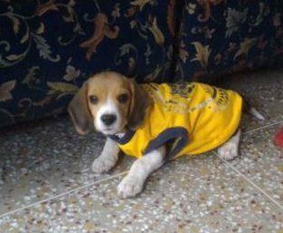 Beagle wearing yellow shirt