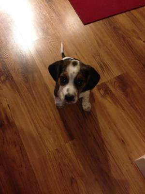 8 week old Beagle puppy named Pepper
