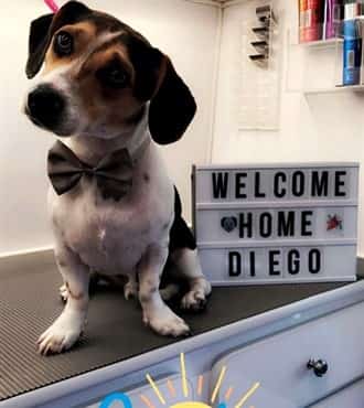 adopted Beagle on first day home