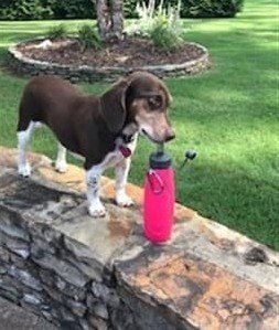 Beagle outside on rock wall
