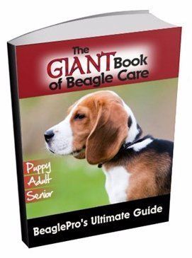 Beagle care book icon