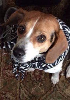 Beagle wearing scarf
