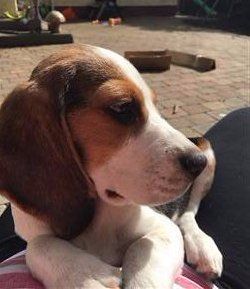 beagle-puppy-looking-sideways.