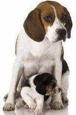 Beagle and her newborn
