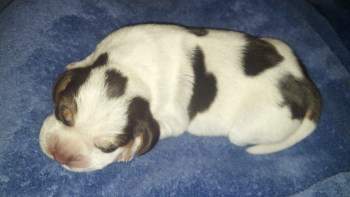 baby Beagle puppy